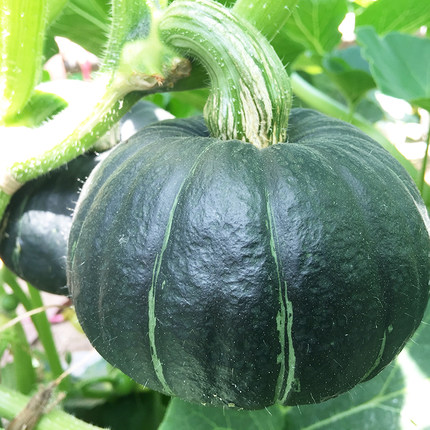 蔬状元贝贝南瓜 板栗味宝宝辅食现摘迷你小南瓜孕妇食品新鲜包邮 券后