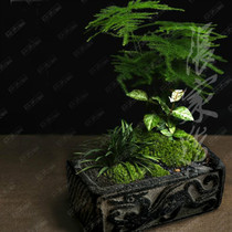 Zhangjiagahan brick flower pot Zen Gentian Flower-flower Flower Pots Boutique Flower patio Courtyard Design Square Groove Swing Piece Multi-Meat Creativity