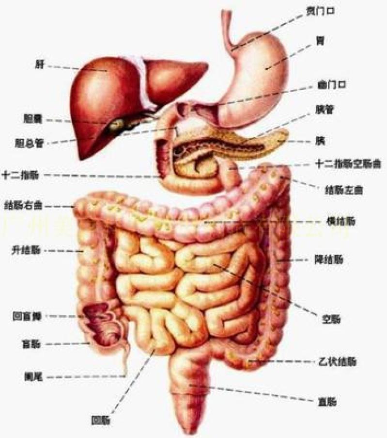 人体消化系统模型 消化道胃冠状剖面 鼻咽喉 大小肠 胃解剖模型