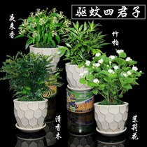 Night fragrance flowers potted plants four seasons strong fragrance annual flowers living room flower mosquito repellent plants good feeding potted flowers real fragrance