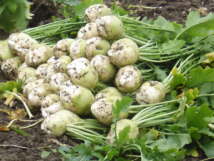 装家味儿 重庆四川特产农家腌大头菜 手工自制老咸菜炖汤炒肉下饭