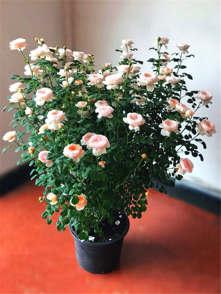 月季地盆栽有不同定根水何时浇是关键