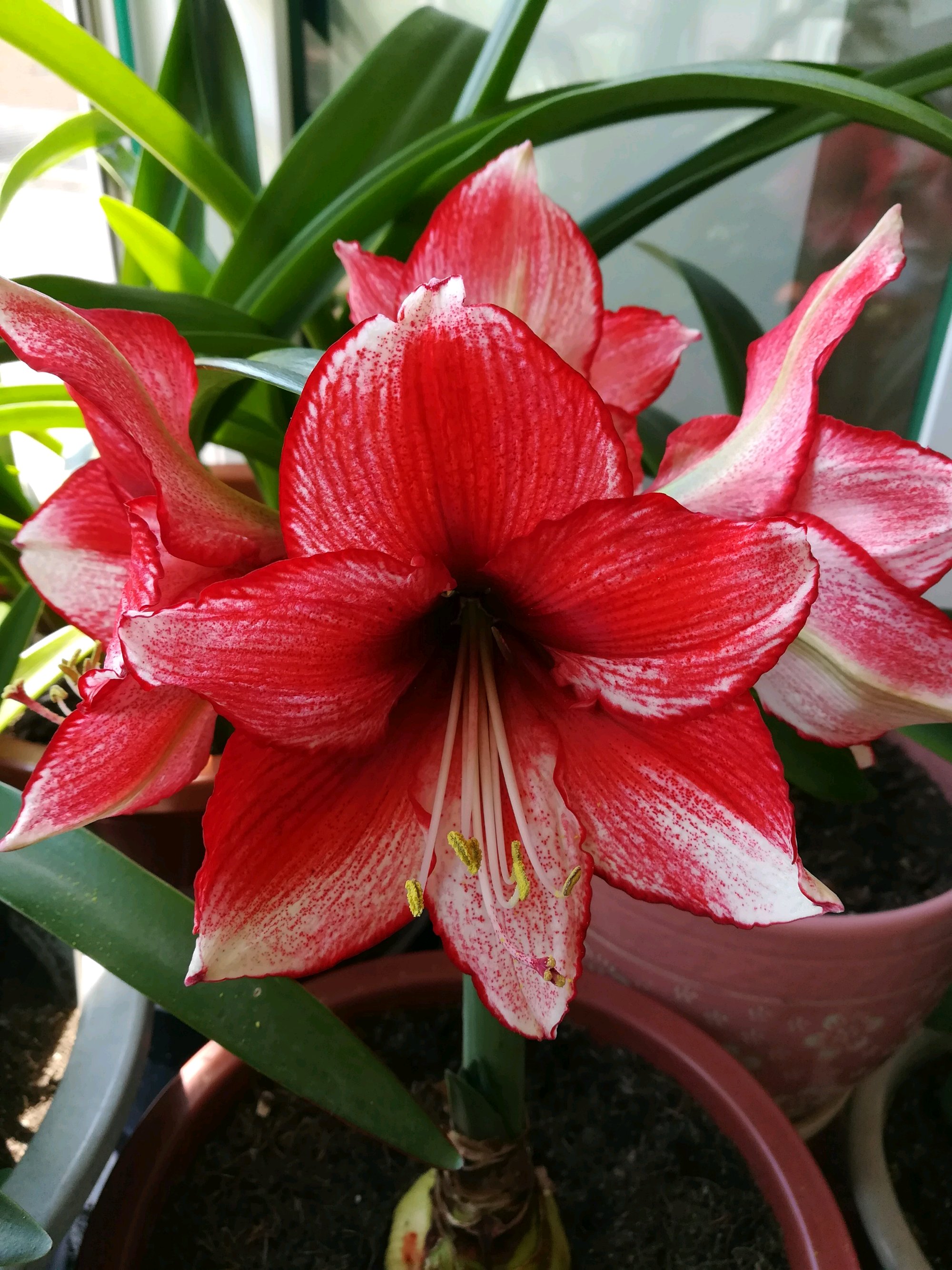 埋几颗"大蒜",它们10天发芽,花超仙