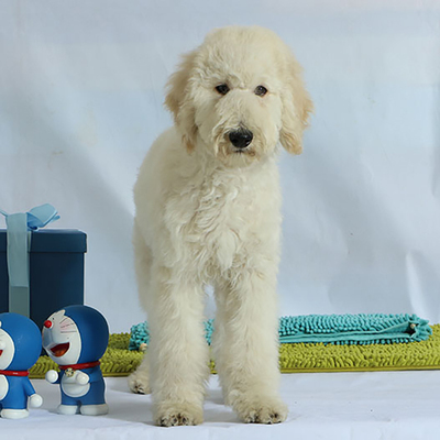 宠爱天下纯种标准贵宾犬活体巨型贵宾泰迪犬幼犬