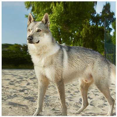 宠爱天下捷克狼犬幼犬纯种宠物狗狗活体大型狼犬猛犬狼狗猎犬cku