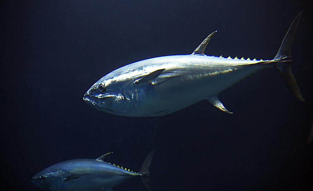 金枪鱼好动,是游动速度最快的海洋动物之一,所以它的脂肪含量很低