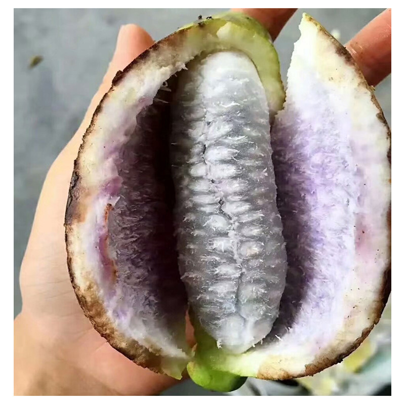 八月瓜新鲜水果纯天然野香蕉人果狗腰子炸香甜恩施富硒 1500g盒装