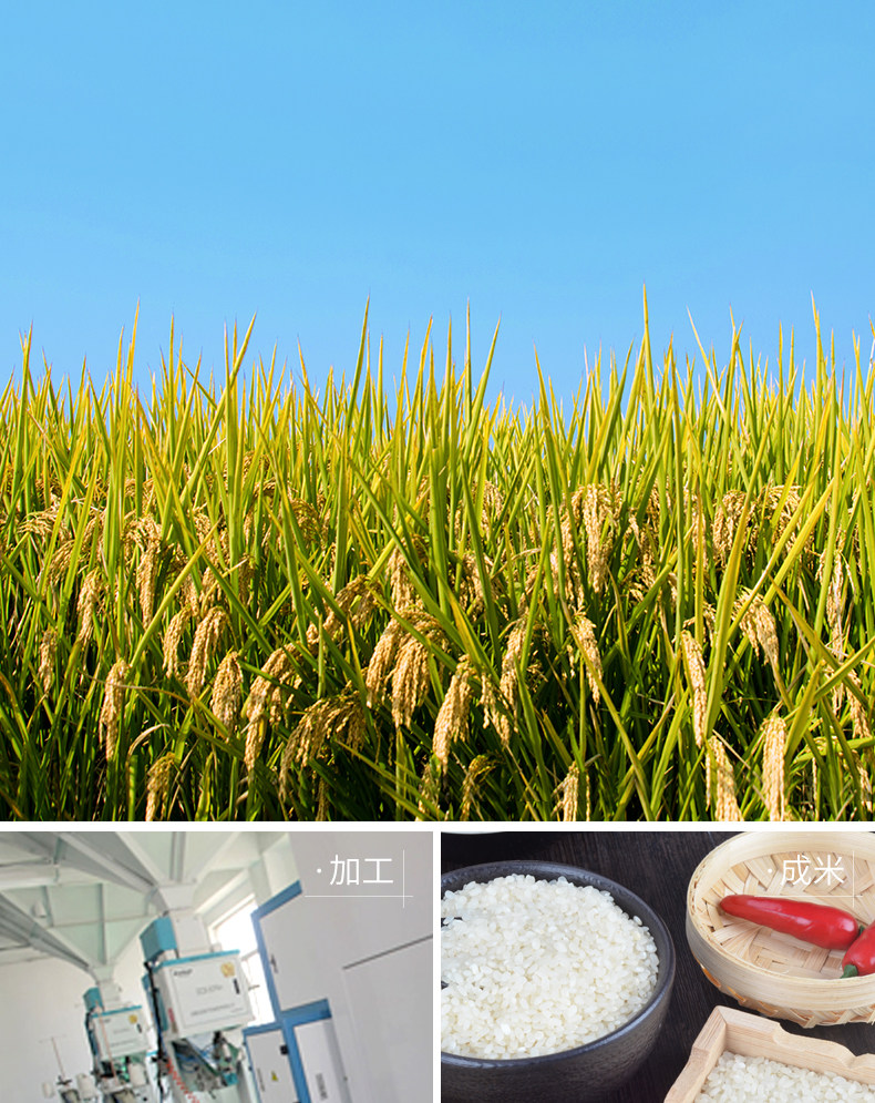 牧马湖香粳米5kg大米农家自产新米10斤珍珠米粥米非东北大米包邮_白菜