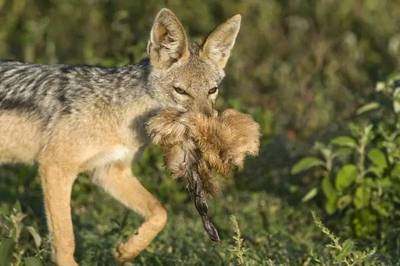 一候豺乃祭兽 此节气中豺狼将捕获的猎物先陈列后再食用.