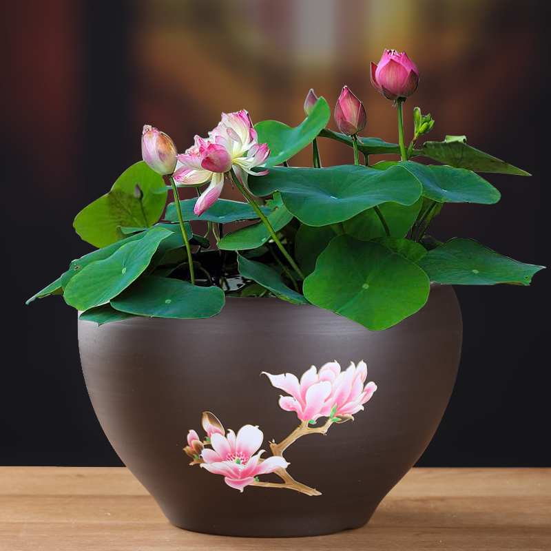 紫砂特大大号荷花缸莲花陶瓷水培铜钱草花盆无孔水养睡莲碗莲盆缸