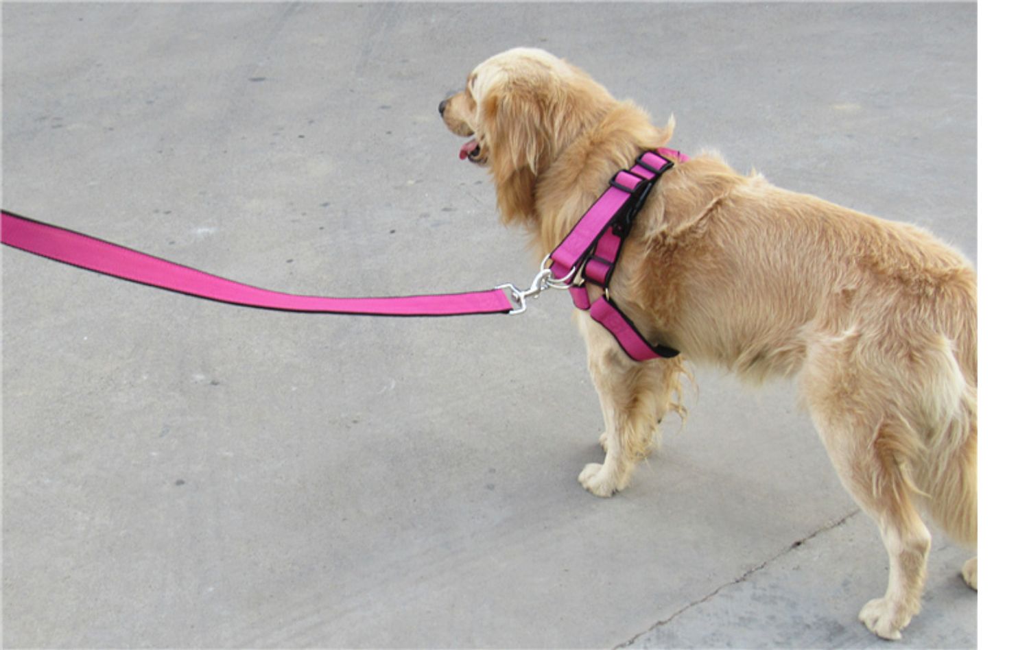 背心式狗狗牵引绳中型大型犬金毛拉布拉多遛狗绳子宠物项圈狗链子