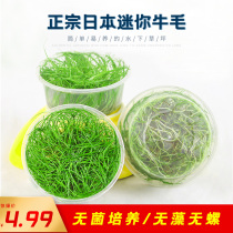 Japanese mini beef felt sterile cup foreground grass living aquatic plant underwater leaf fish tank negative freshwater plant landscaping