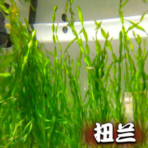 Newland Waterland native cylinder plant construction without carbon dioxide new hand good to raise negative water grass sprain rear view