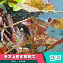 Tiger Spotted Sleeping Lotus Red Tiger Sleeping Lotus Living Real Water Grass Fish Tank Aquarium Building Decoration Growth Fast Oxygenation Purification