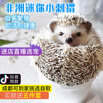 African mini hedgehog live animals send cages Vaccinated purebred pups hedgehog pets pack live packs Healthy with cages