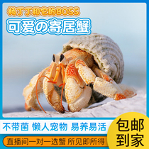 Lu Sheng Yi Adoptive Crab Strawberry Grey White Short Wrist Freshwater Ornamental Crab Living Things Desktop Sloth small crab Pets