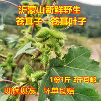 Wild Fresh Pale Pale Ears of Pale Ears dried goods Heavens Heapale Seeds Hu Pale LICE TEA CHINESE HERBAL MEDICINE 3 CATI