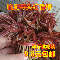 22-year-old stubble scent of Chinese toon sprouts fresh wild open-air spring vegetable head spot generation of vegetables 3 kilos Yimeng Mountain East