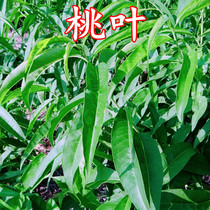 Freshly Found Peach Leaf Wild Peach Leaf Oil Peach Leaf 2 catties 2022 Fresh tender Peach Leaf Dry Tasters