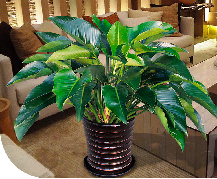 大叶金钻 四季常青大红钻植物花苗大型绿植盆栽室内高档盆景花卉