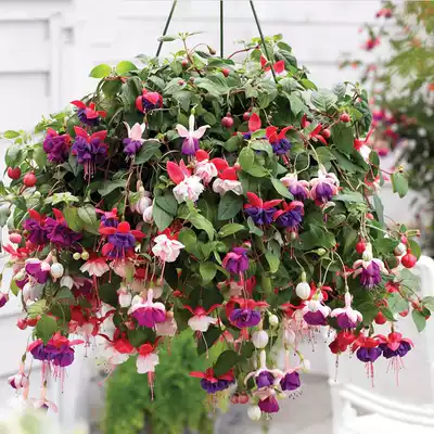 Four seasons blooming balcony table Basin ground planting, Four Seasons open upside down Golden Bell Bell crab Purple Lantern Begonia Flower