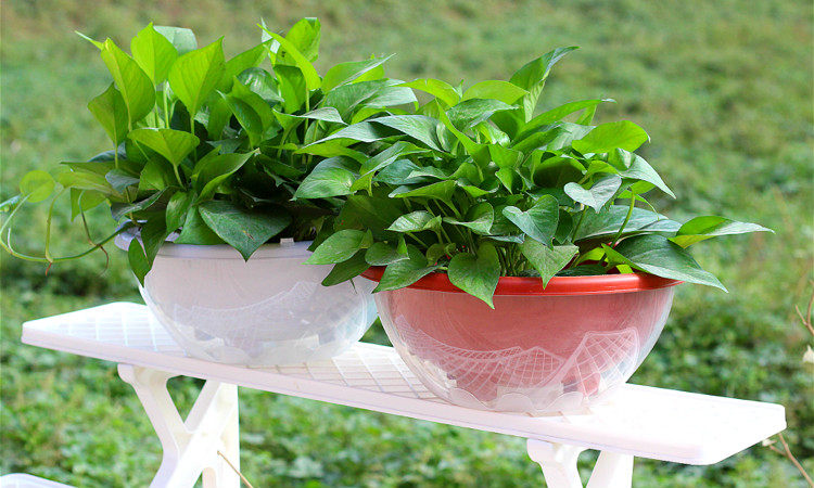 绿萝专用塑料中等大号特大号包邮绿箩盆栽水培自动吸水绿罗花盆