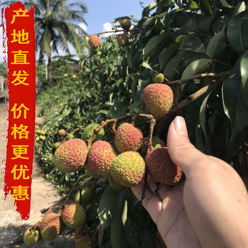 皆美 海南妃子笑新鲜荔枝5斤