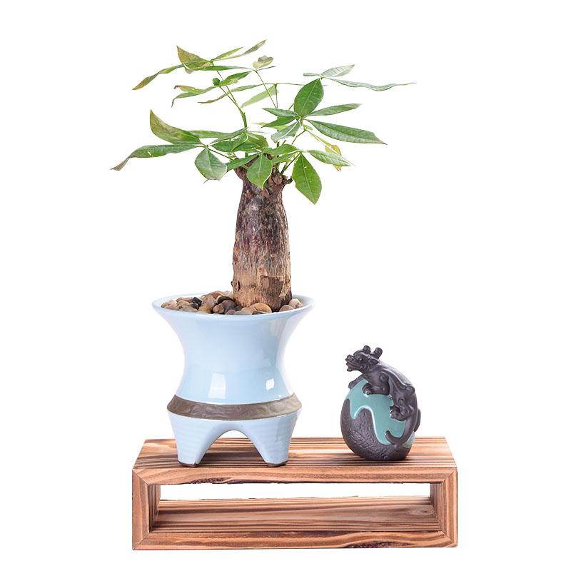 Combination of new Chinese style more creative ceramic flower pot meat asparagus rich tree green plant pot contracted bracketplant wholesale flower pot