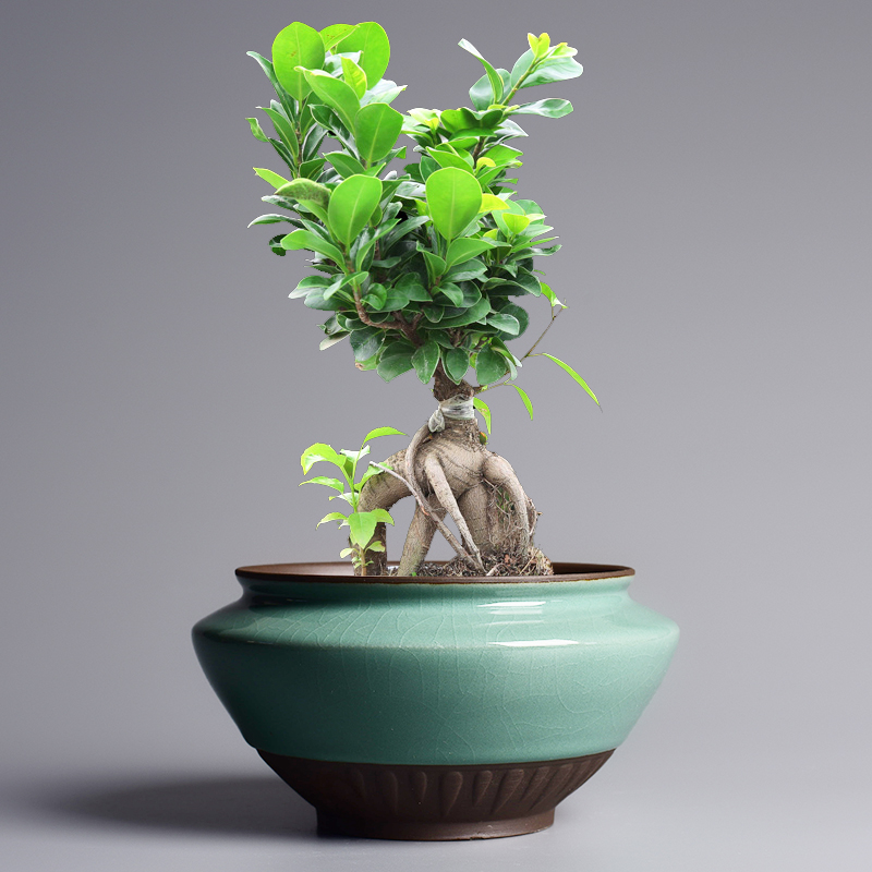 Chinese wind fleshy pot ceramic creative household the plants potted bracketplant flowerpot small butterfly orchid special rich tree