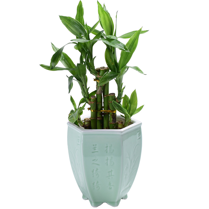 Orchid basin ceramic creative household indoor celadon green plant asparagus fleshy flower pot Chinese potted the plants rich tree