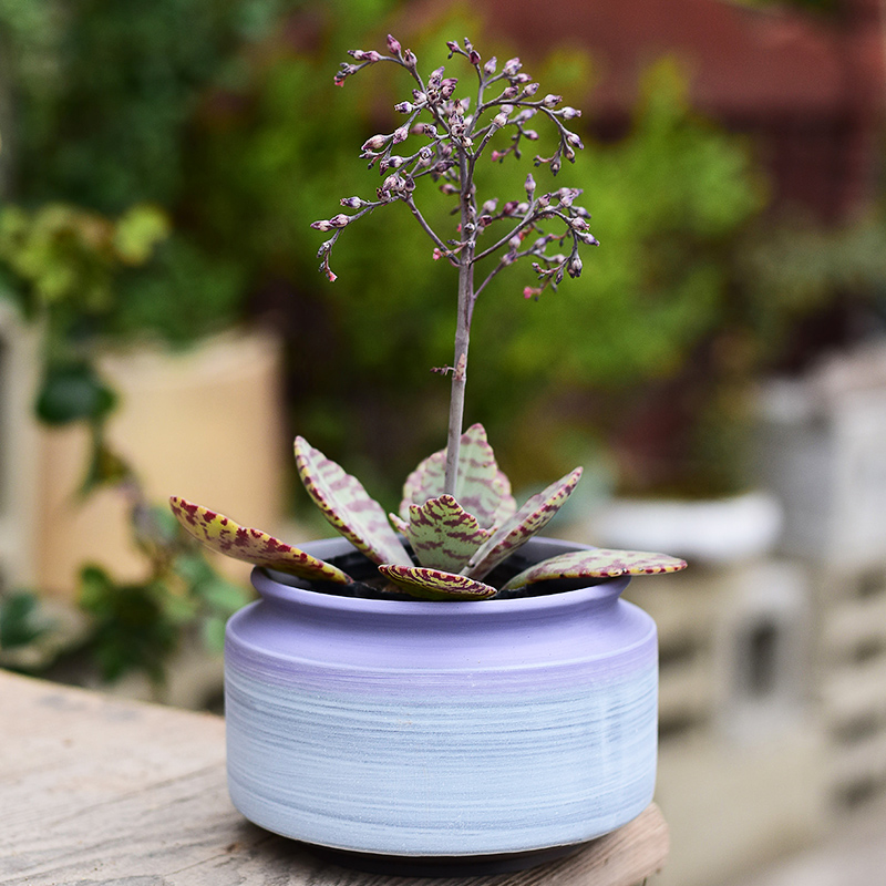 Purple sand flowerpot more meat ceramic clearance contracted sale household meat meat creative coarse pottery breathable celestial being flower pot