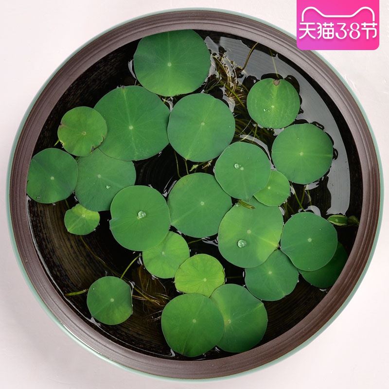 Water lily flower pot ceramic large Water stone miniascape copper bowl lotus hydroponic plant daffodils grass flower pot