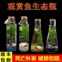 Primary school fifth grade science ecological bottle diy material package aquarium shrimp micro landscape ecological bottle small fish bonsai table