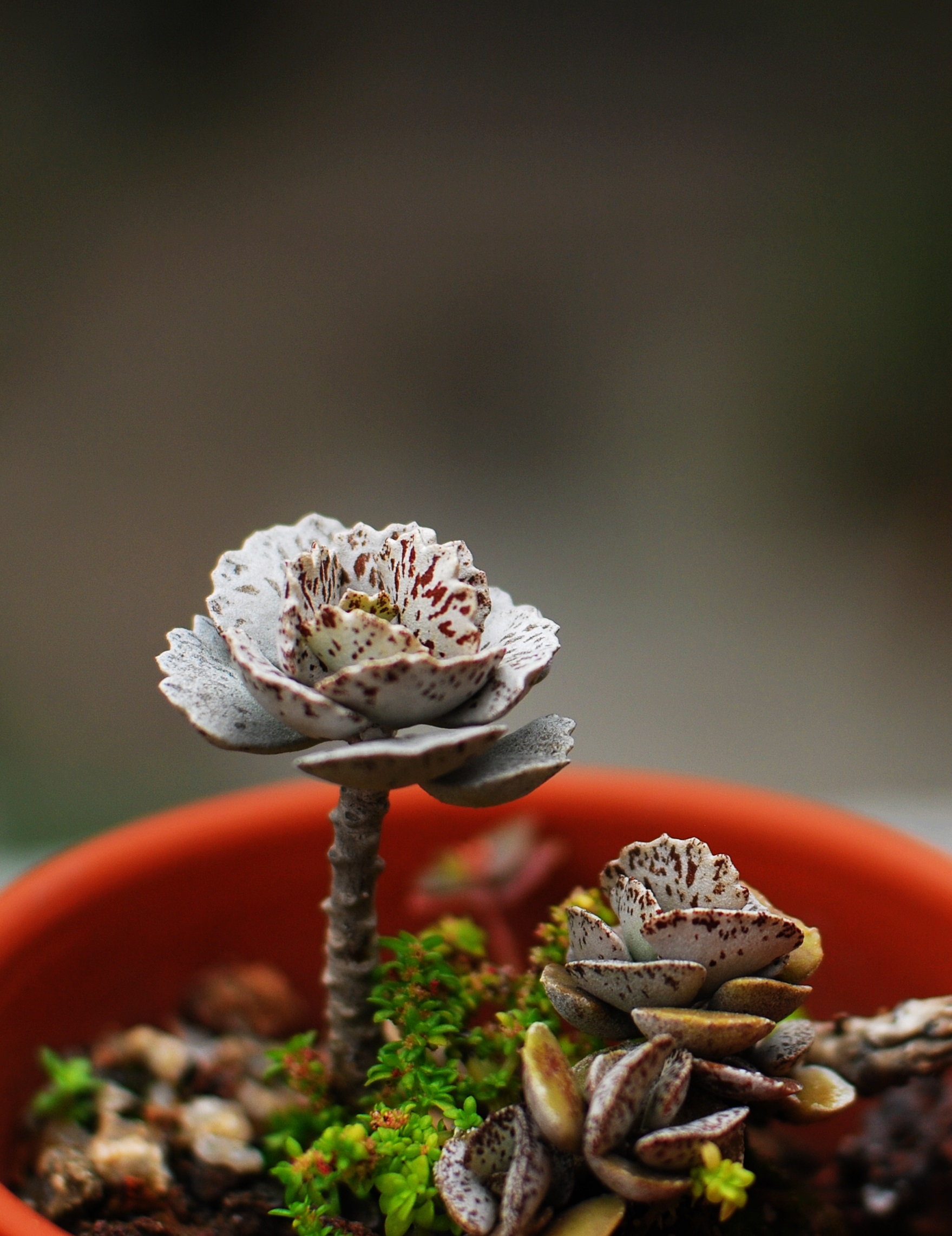 【又到多肉季】你喜欢雀扇么?