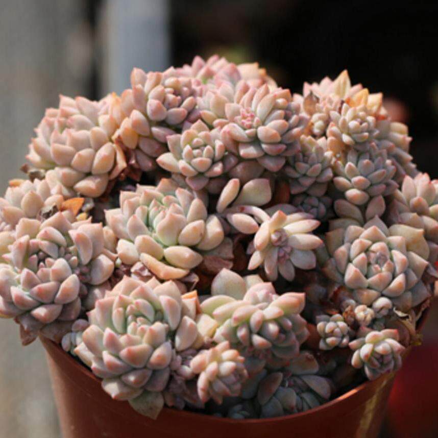 粉蔓多肉植物群生多头10cm左右 发货易散 梦想