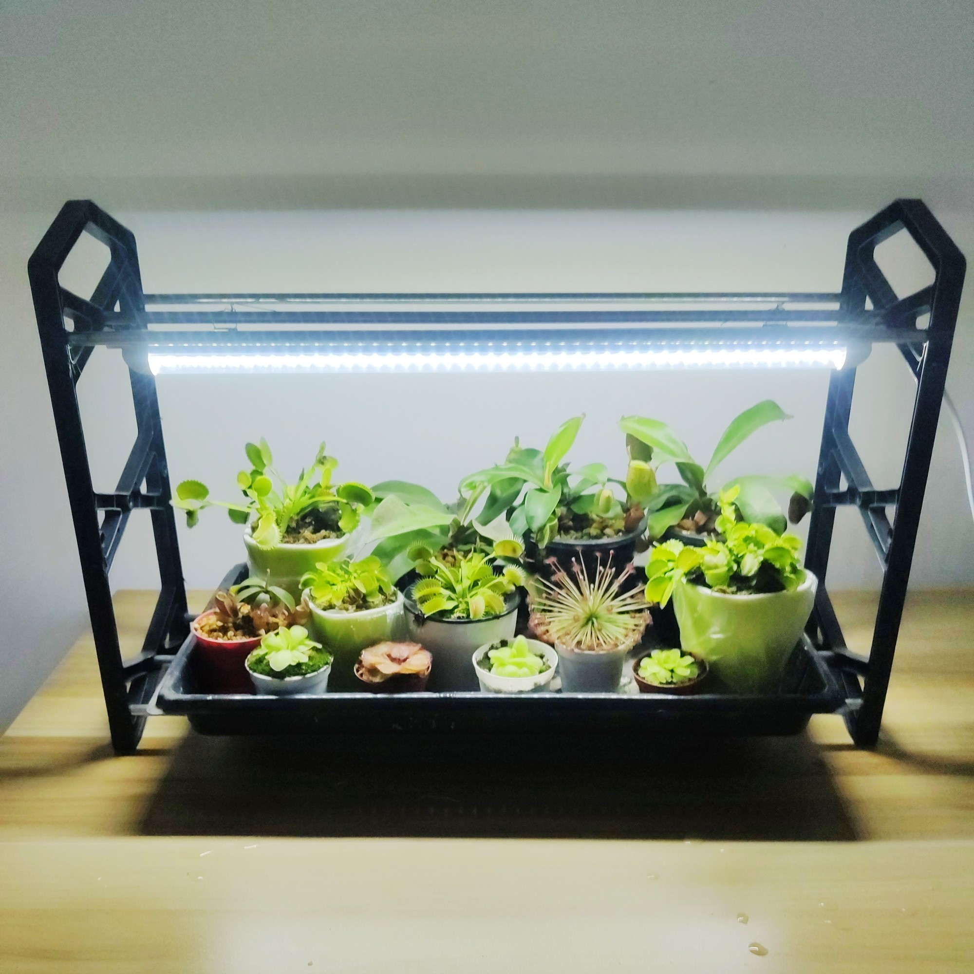 多肉补光灯植物灯上色全光谱led生长灯家用室内花卉保温室花暖房-食虫