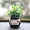 Thời trang đồ trang trí xe mô phỏng mini plant nhỏ chậu xe nguồn cung cấp xe sáng tạo nội thất trang sức ghế trang trí