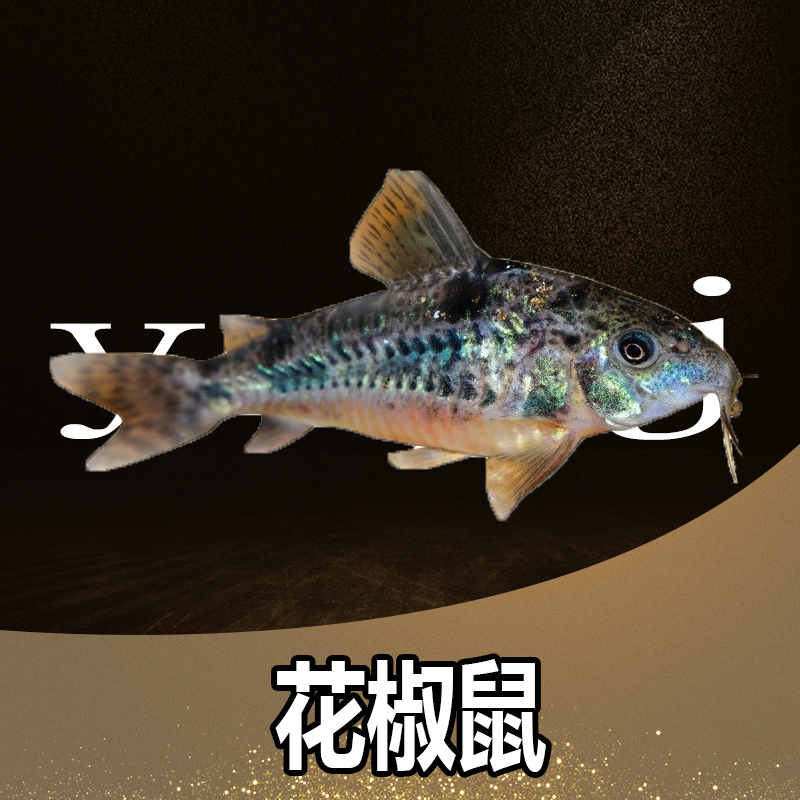 清道夫花鼠鱼金苔鼠鱼彩虹鲨 热带淡水观赏鱼活体 满8.8元包邮