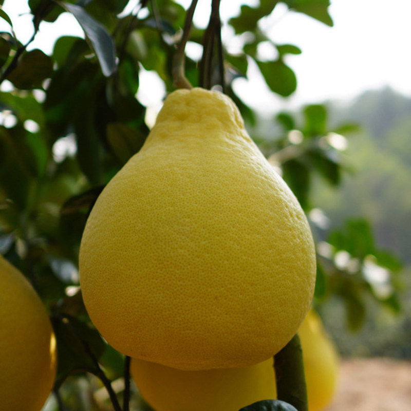 柚子贵州特产石阡河坝沙田柚新鲜水果白肉蜜柚2个装包邮