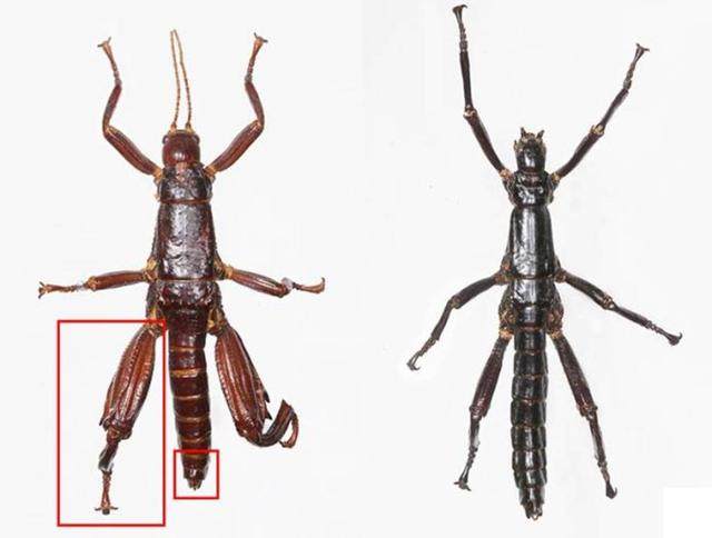 这座神秘岛再现已经灭绝的树龙虾