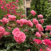 Muzi courtyard vines vine climbing vine rose da Vinci multi season rose flower wall garden North cold-resistant arch longsa