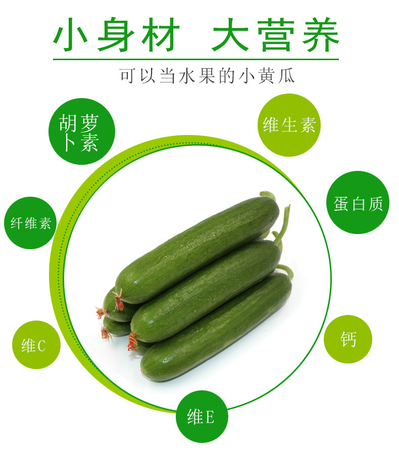 新鲜小黄瓜水果黄瓜青瓜荷兰小黄瓜无刺小青瓜5斤装包邮现摘现发_7折