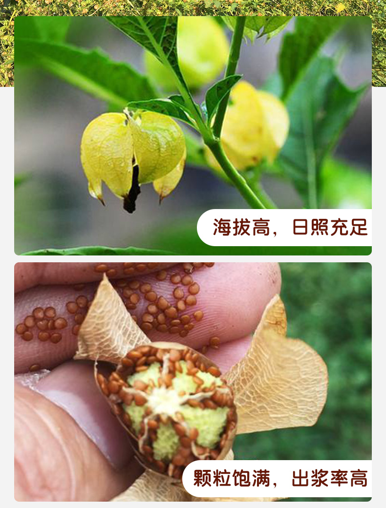 冰粉籽植物图图片