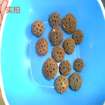 Chinese herbal medicine Liu Liutong Lu Lu Tong maple ball maple ball maple solid maple fragrant fruit 100g