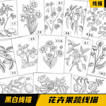 Black and white line drawing flower plant fruit painting copy card creative childrens art studio teaching material