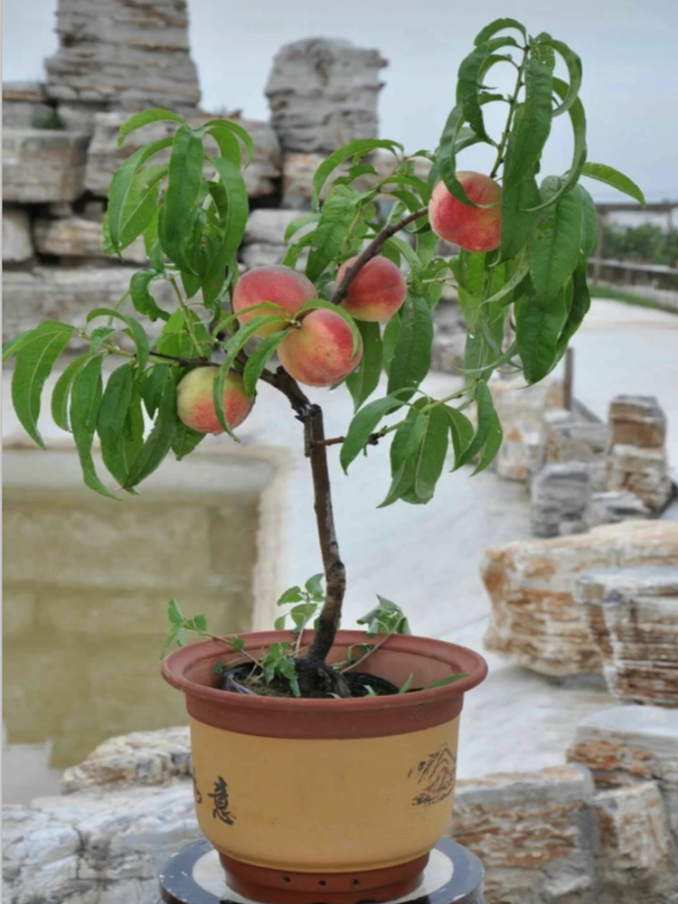 淘宝3年嫁接苗龄桃树苗 一个铁铲子