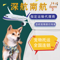 Separate pet consignment pet express pet freight cat and dog air freight from Shenzhen to Guangzhou to the whole country