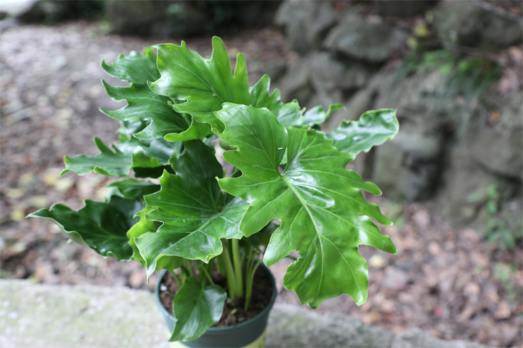 春羽 蔓绿绒植物盆栽吸甲醛净化空气 办公室绿植 防辐射室内好养