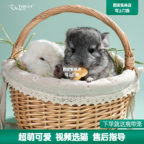 Tian Bu Bo Chinchilla pups vaccinated not long pet video pick physical stores in the same city to send