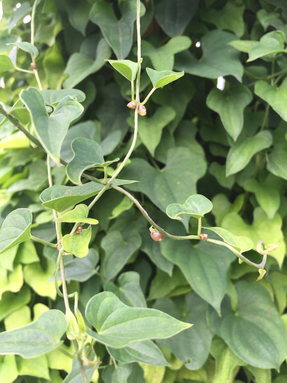 河南焦作50cm6斤正宗垆土铁棍山药 产地直销淮怀山药 限.